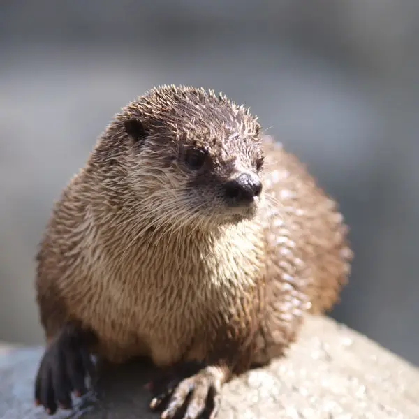 African Clawless Otter image