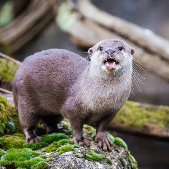 asian small clawed otter image