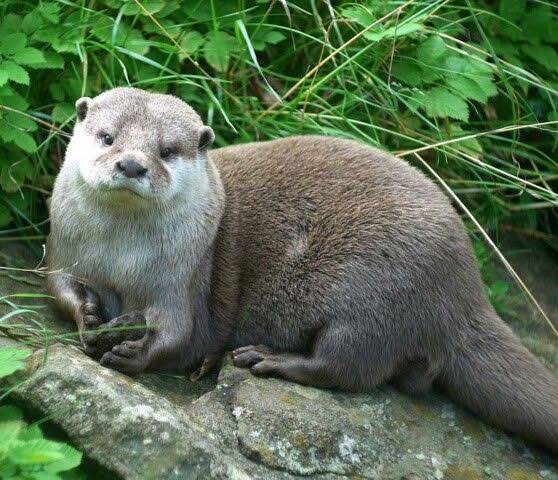 Congo Clawless Otter image