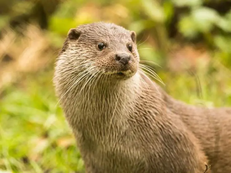 Eurasian otter image