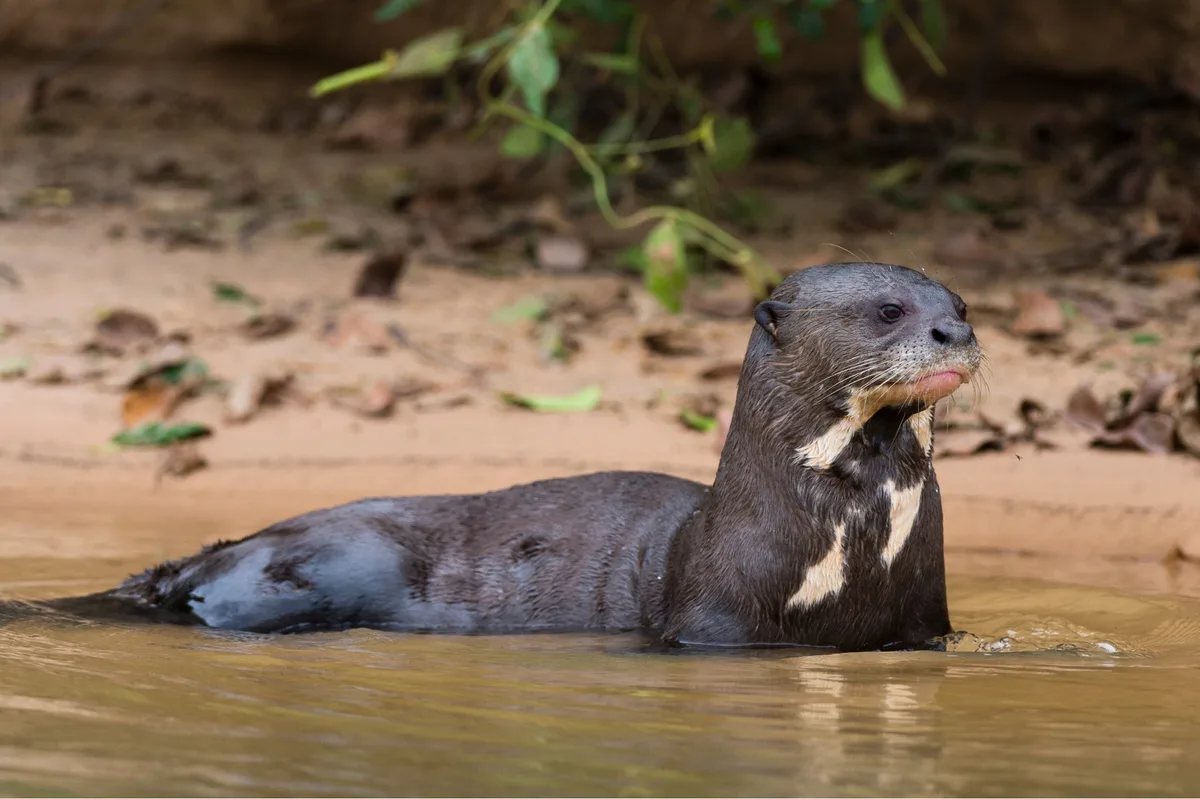 Giant otter image