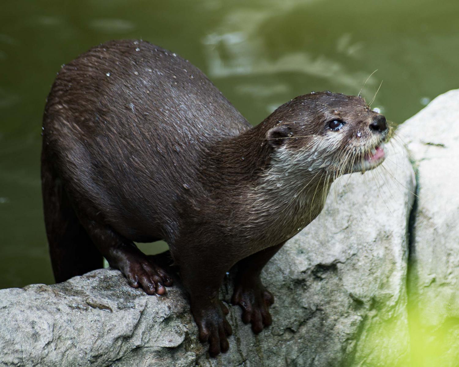 Hairy nosed otter image