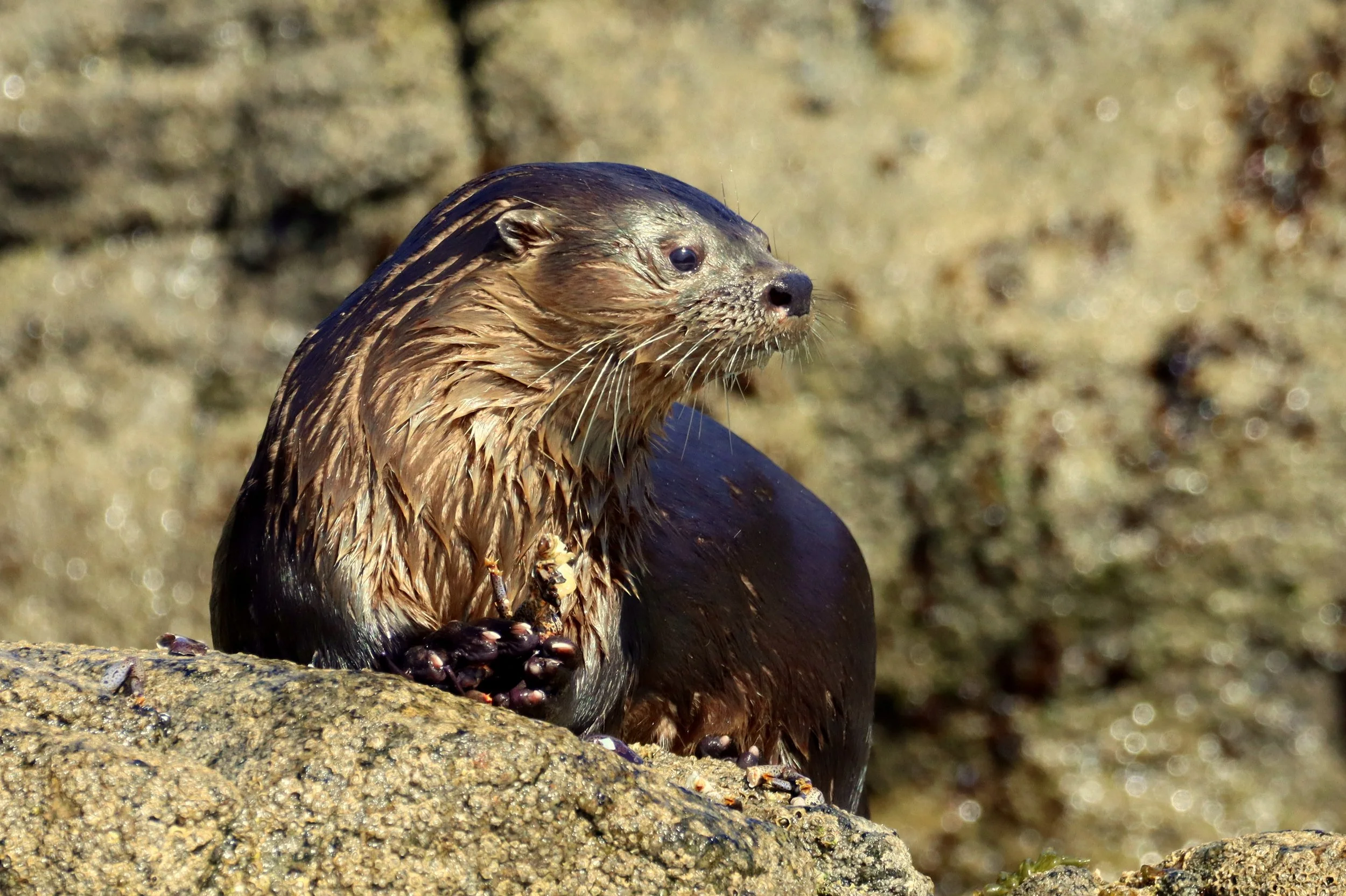 Marine otter image