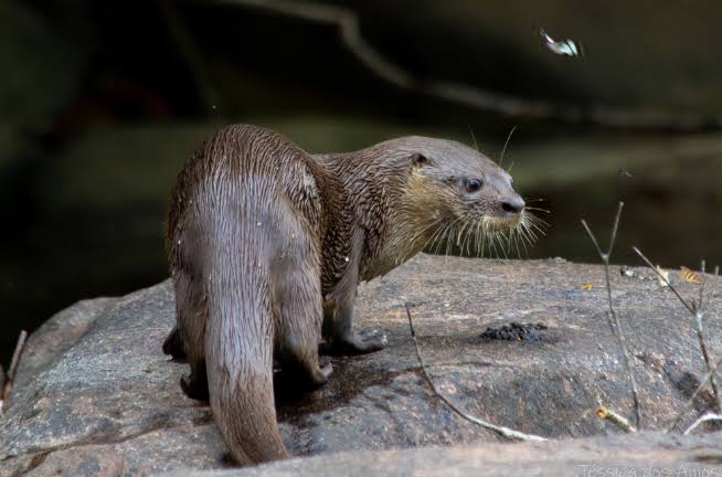 Mesoamerican otter image