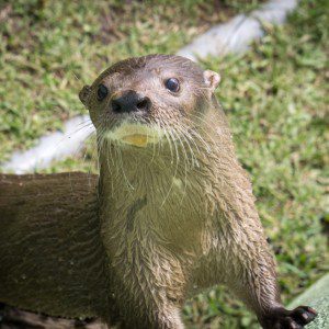 Neotropical otter image