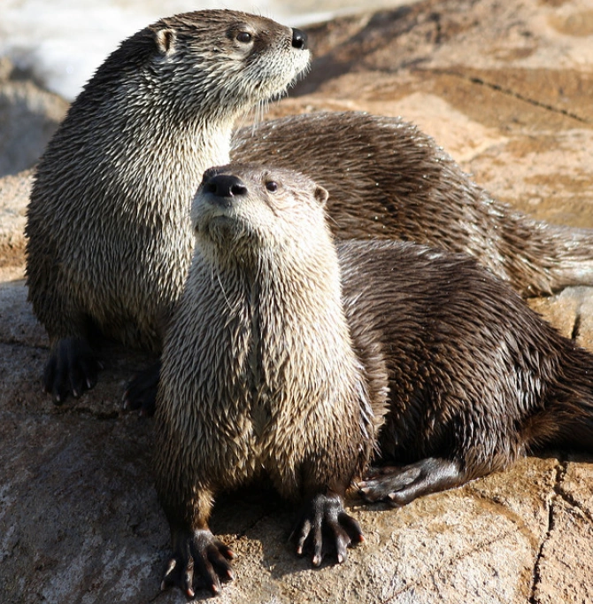 North American River Otter image