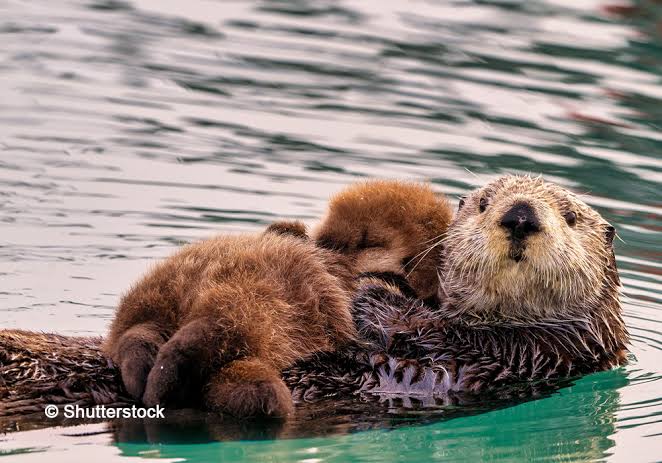 Sea Otter Image