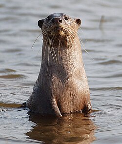 Smooth coated otter image