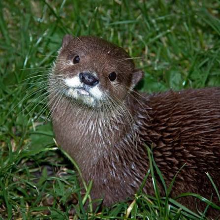 Southern River Otter image
