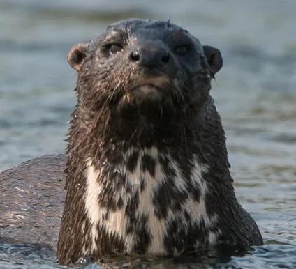 Spotted Necked otter image
